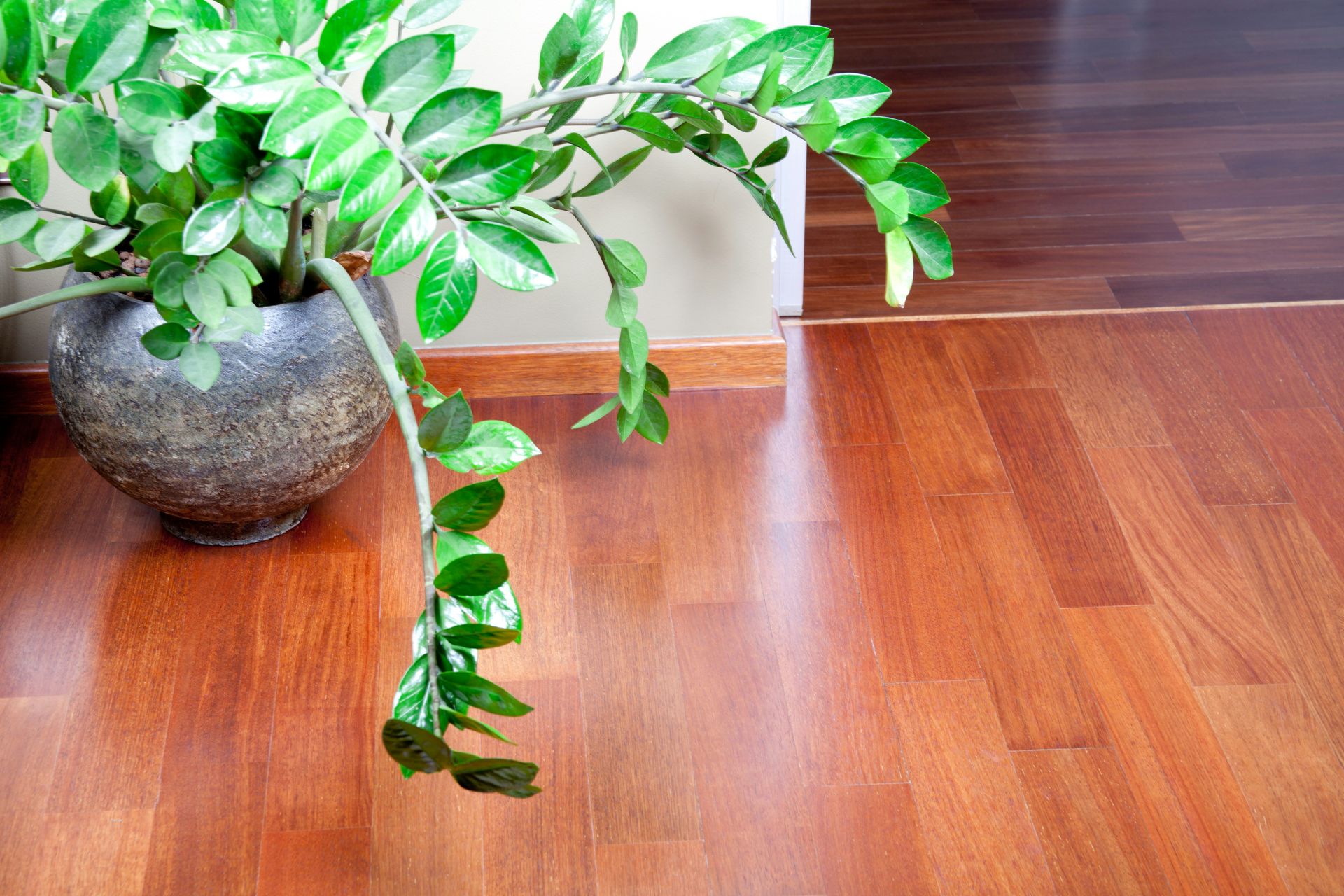 A potted plant sitting on top of a wooden floor